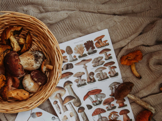 Mandje met wilde paddenstoelen en daarbij een kaart met een overzicht van alle typen paddenstoelen. Prachtige, warme herfstkleuren